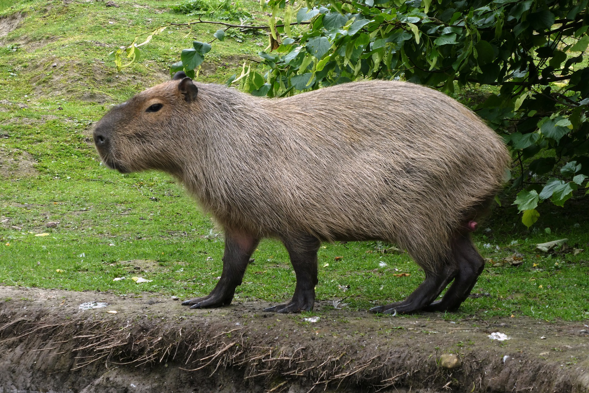 Sendaviva Natural Park tickets capybara