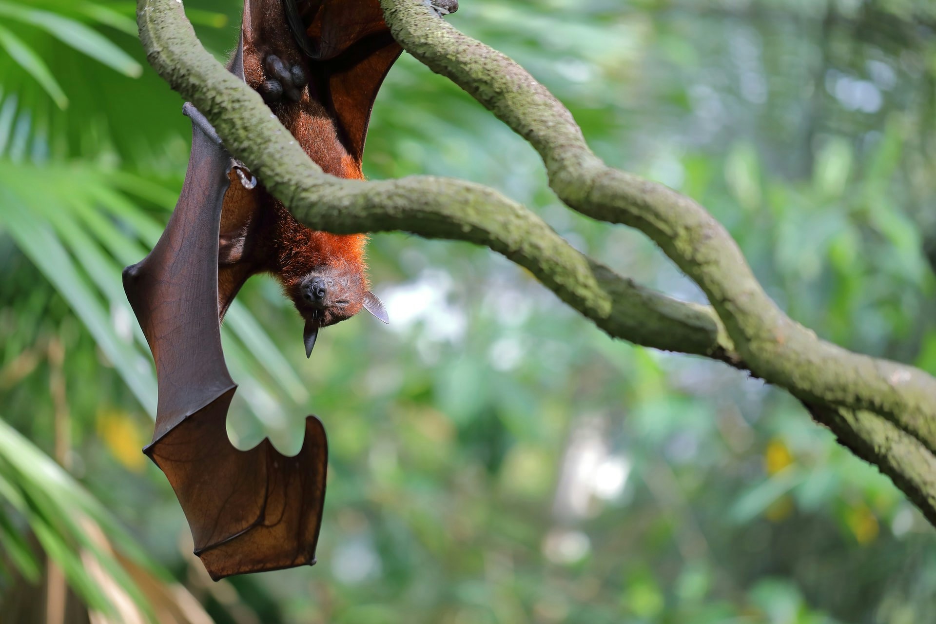 Flying fox hanging upside down at Singapore Zoo.