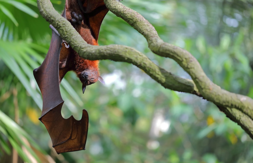Singapore Zoo Fragile Forest