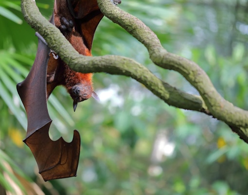 Flying fox hanging upside down at Singapore Zoo.