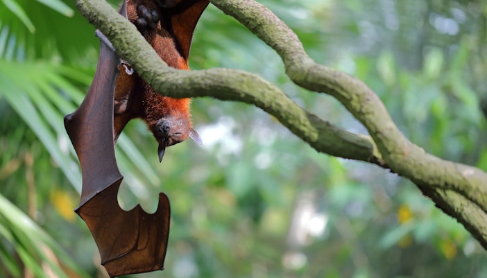 Night Safari Singapore - Malayan Flying Fox