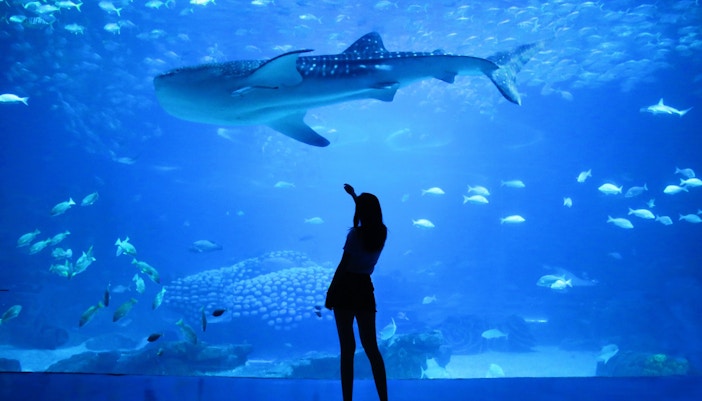 Georgia Aquarium Ocean Voyager