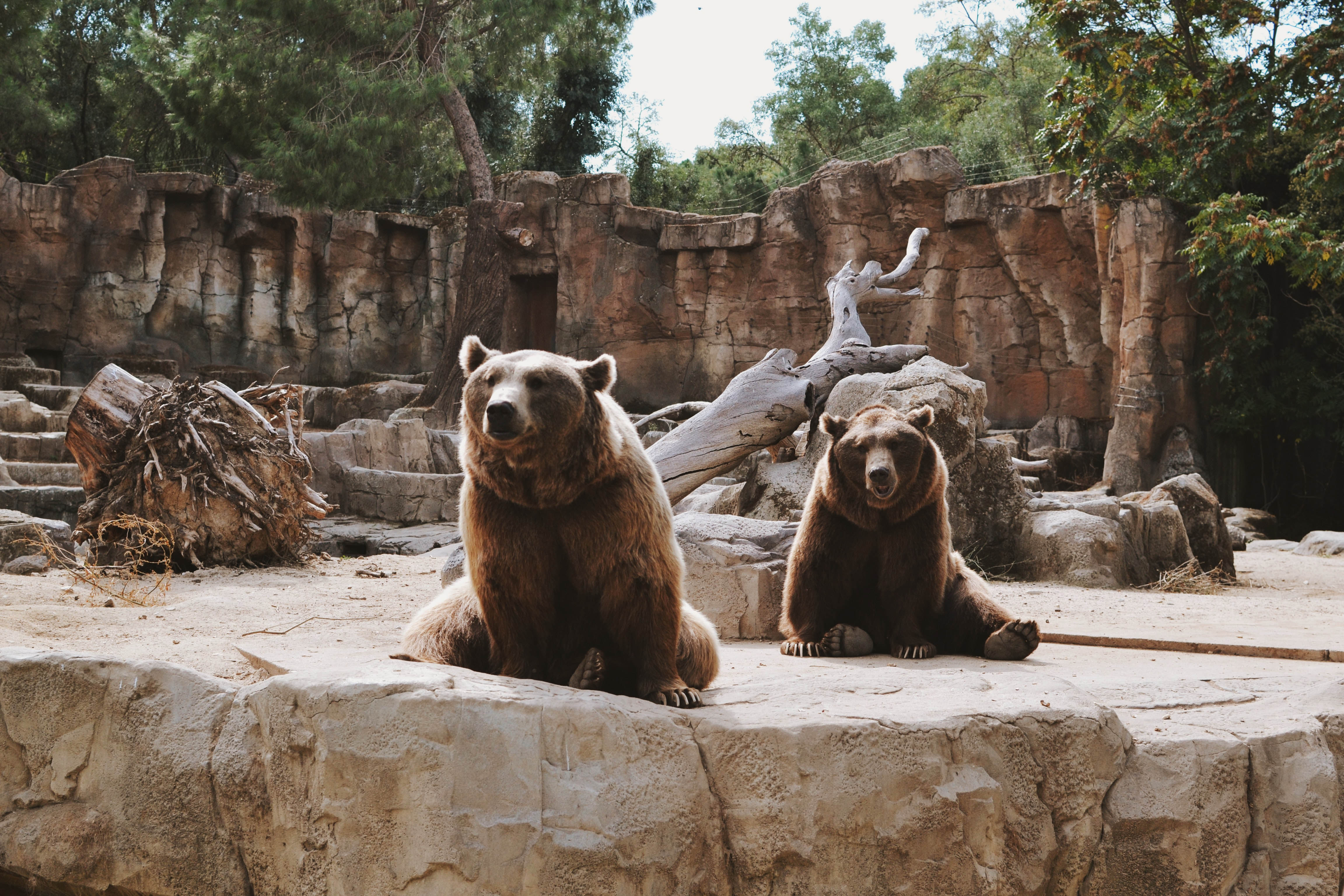Zoo Koki entrance with visitors exploring exhibits in Madrid.