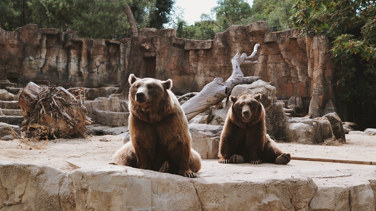 Zoo Koki entrance with visitors exploring exhibits in Madrid.