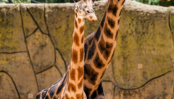Melbourne Zoo opening hours