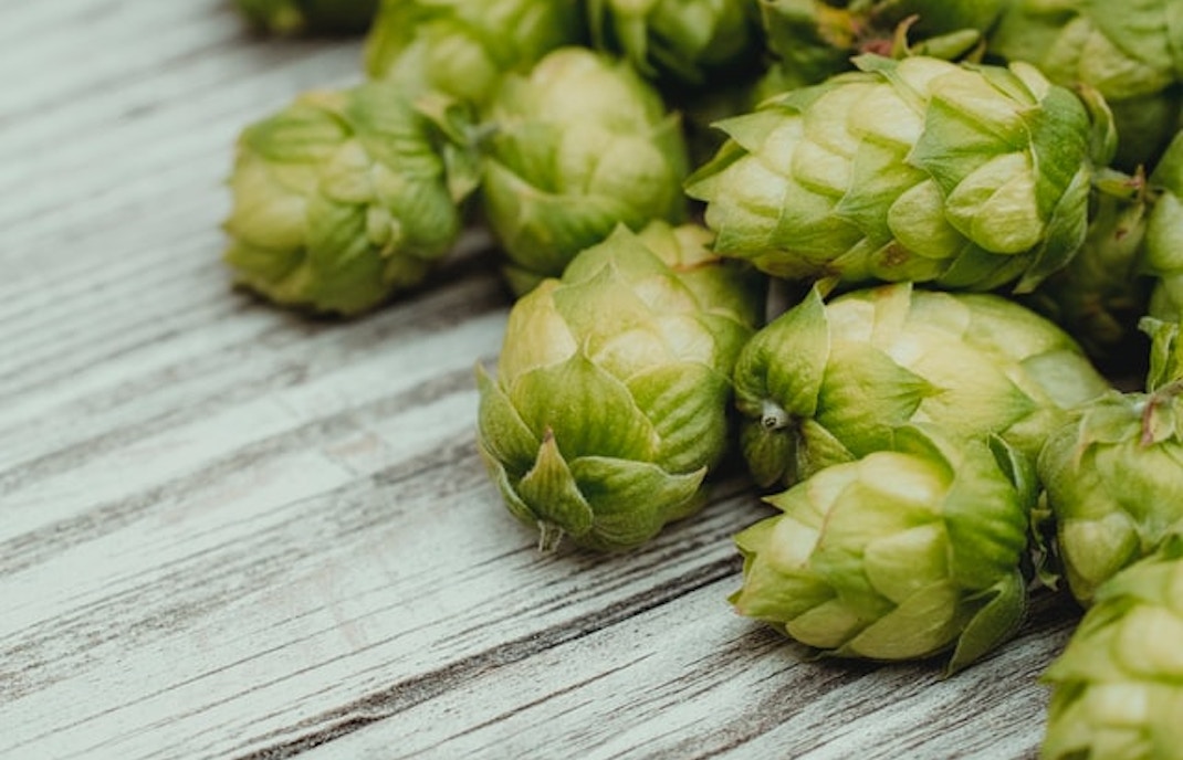 beer hops