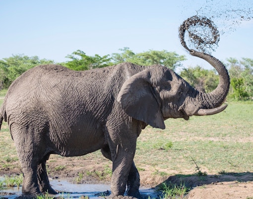 Zoo Negara tickets elephant