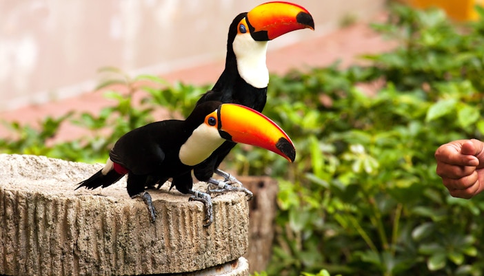 Singapore in July - Jurong Bird Park