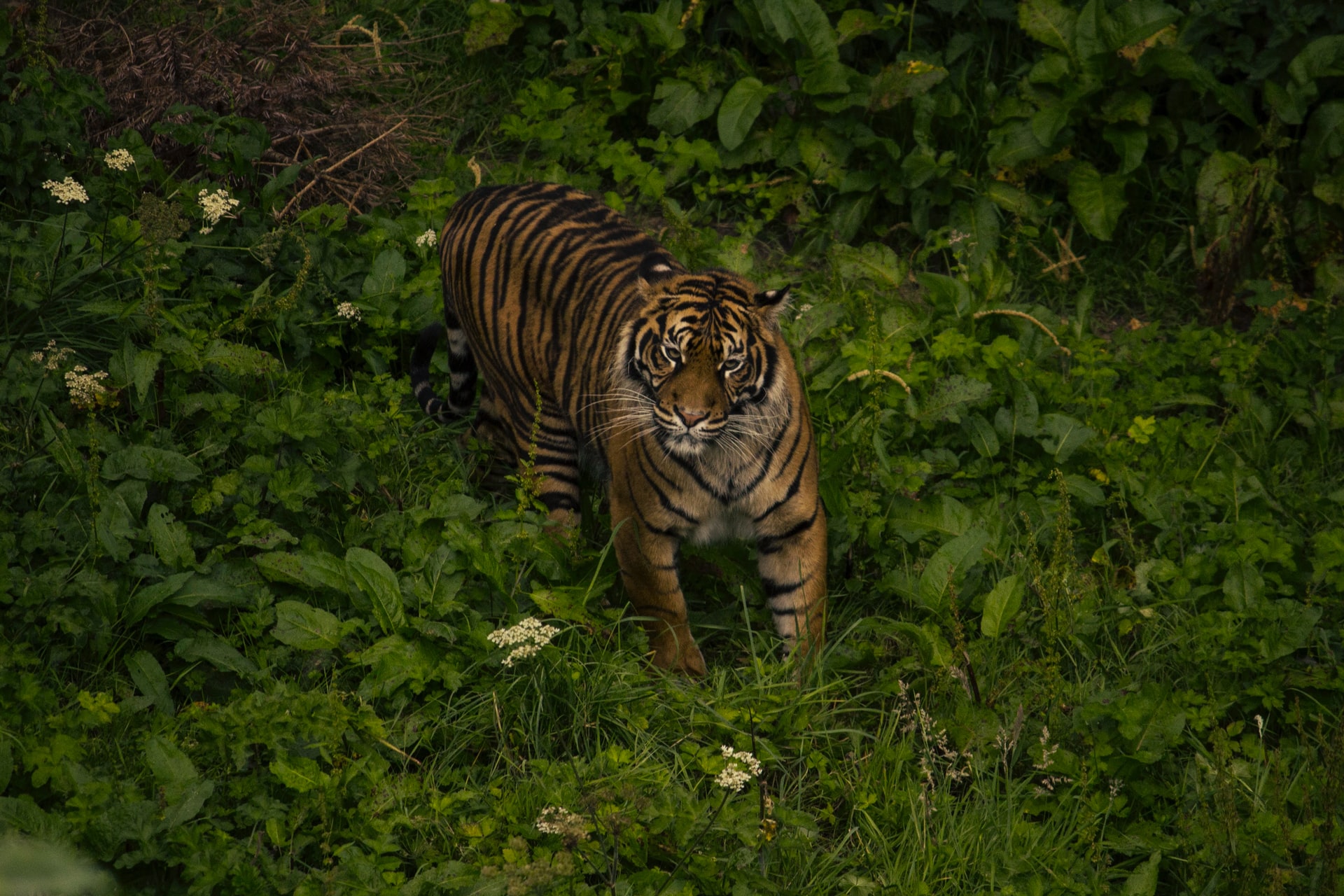 sumatran tiger