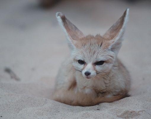 Mogo zoo tickets fennec fox