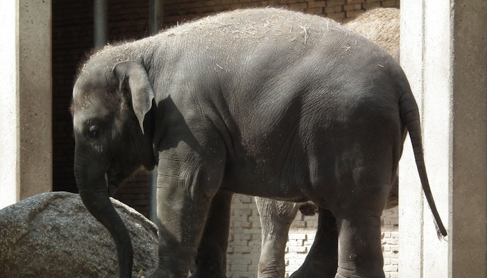 Oasis Wildlife Fuerteventura tickets elephant