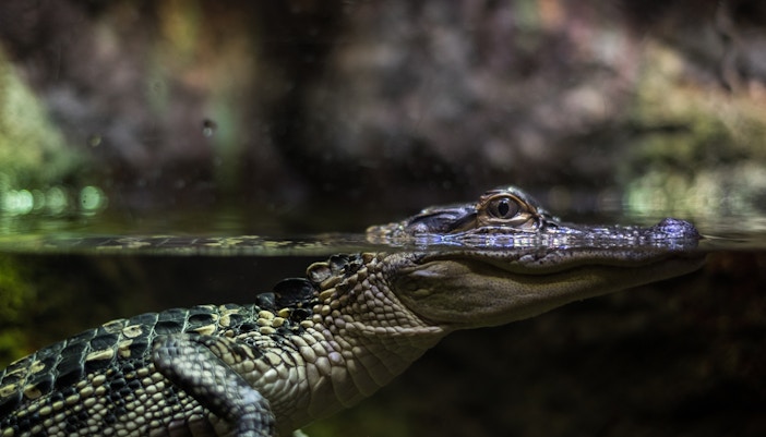Dubai Aquarium Tank & Aquarium Tunnel