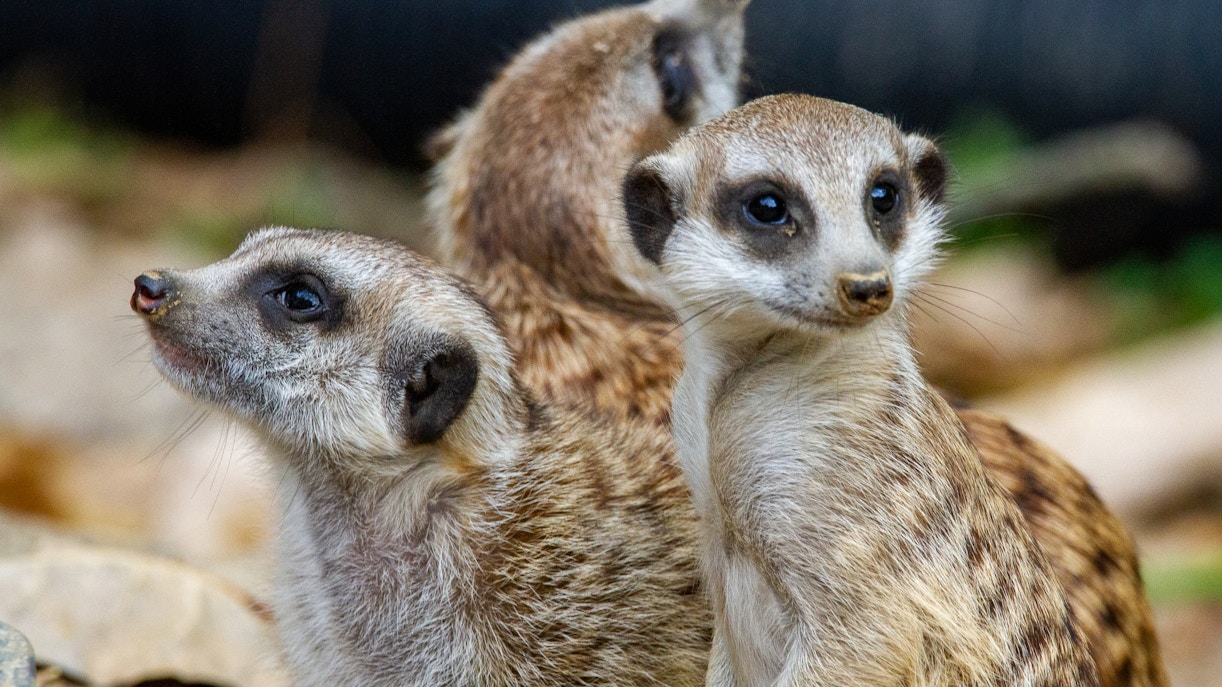 palmitos park tickets