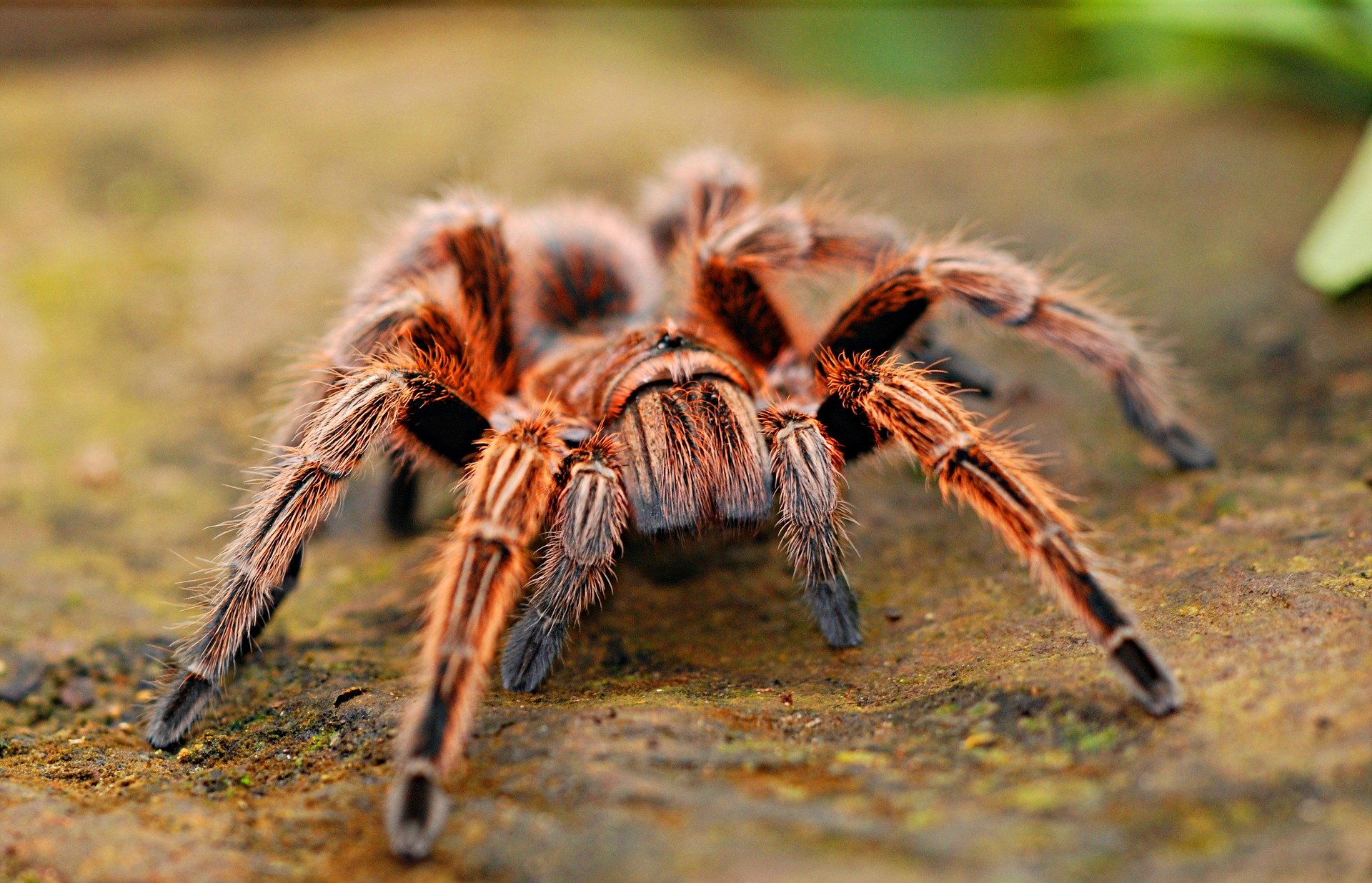 Tarantula
