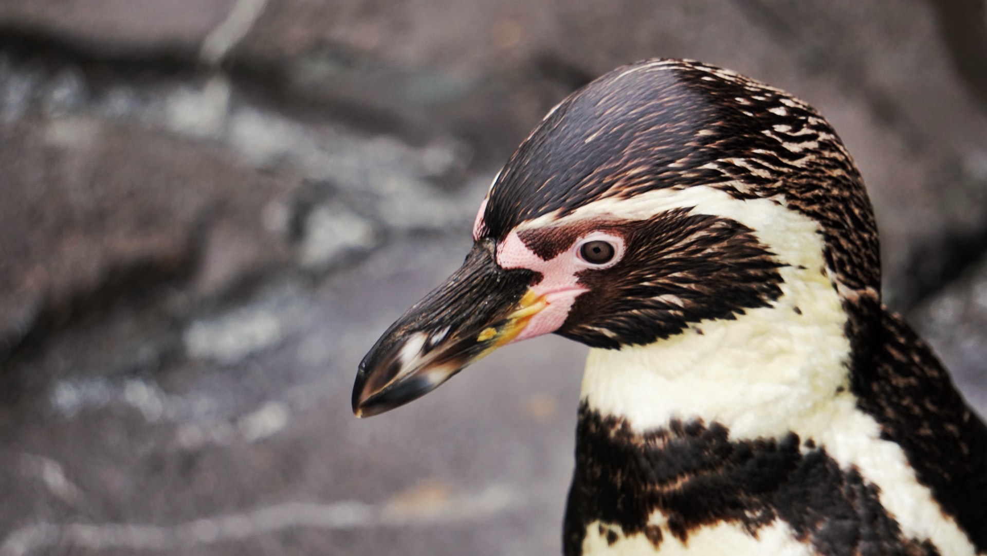 penguins jungle park tenerife