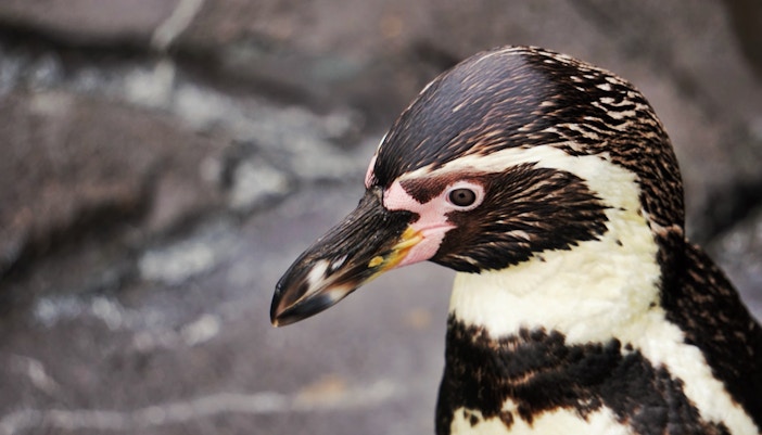 penguins jungle park tenerife