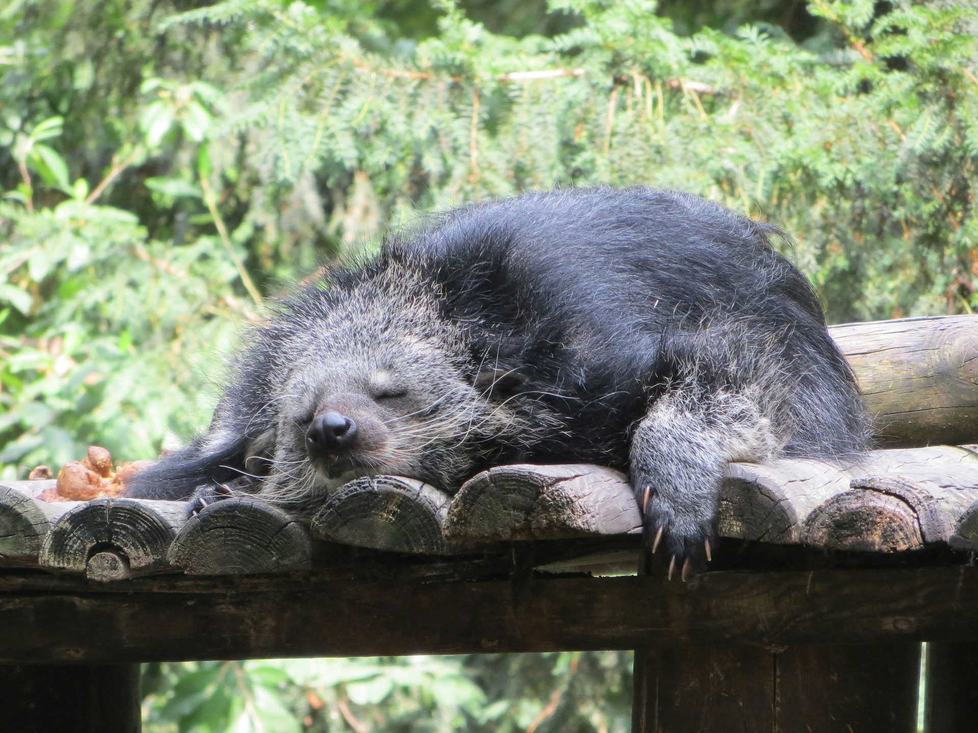 Night Safari Singapore - Binturong