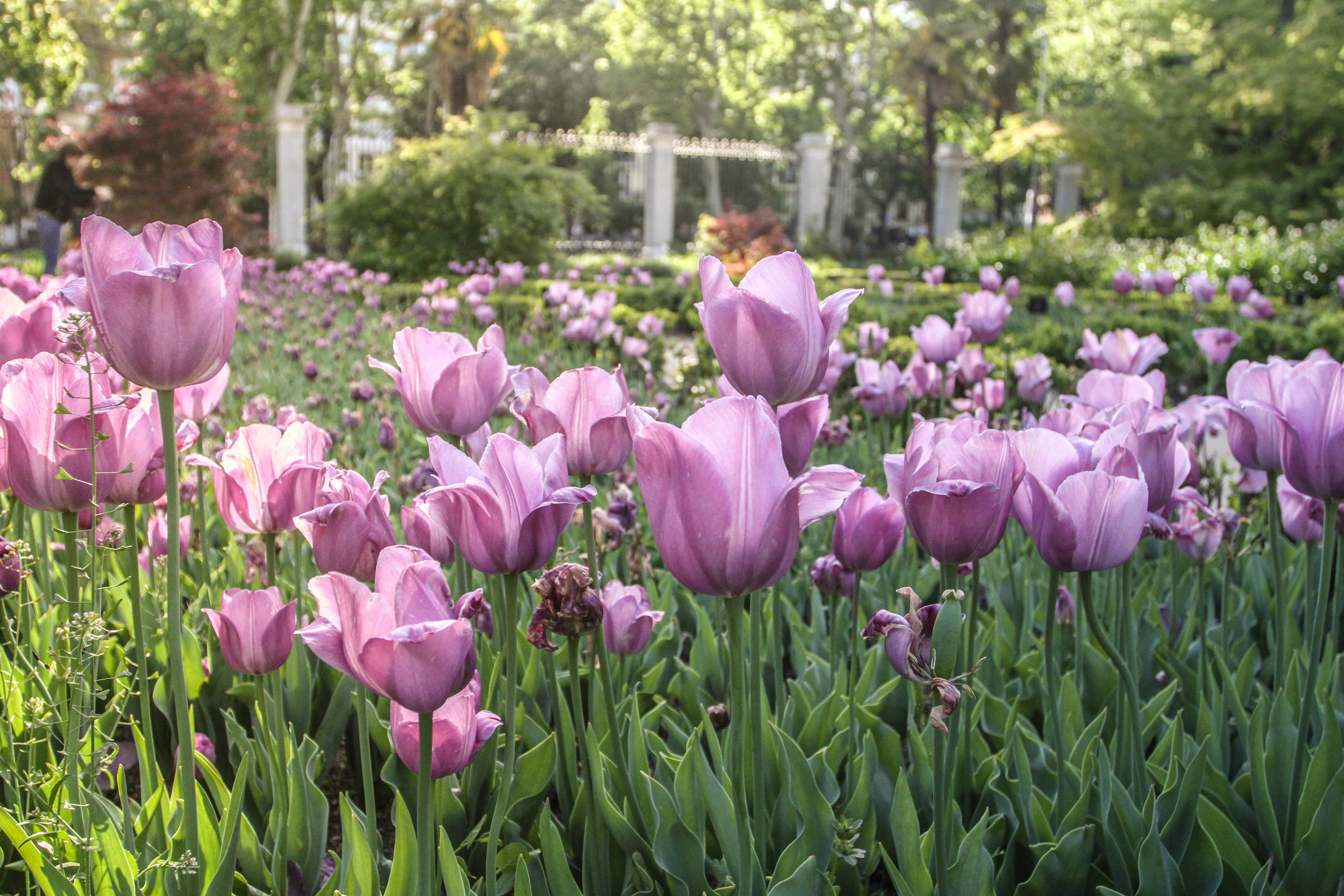 Parks in Madrid -  El Real Jardín Botánico