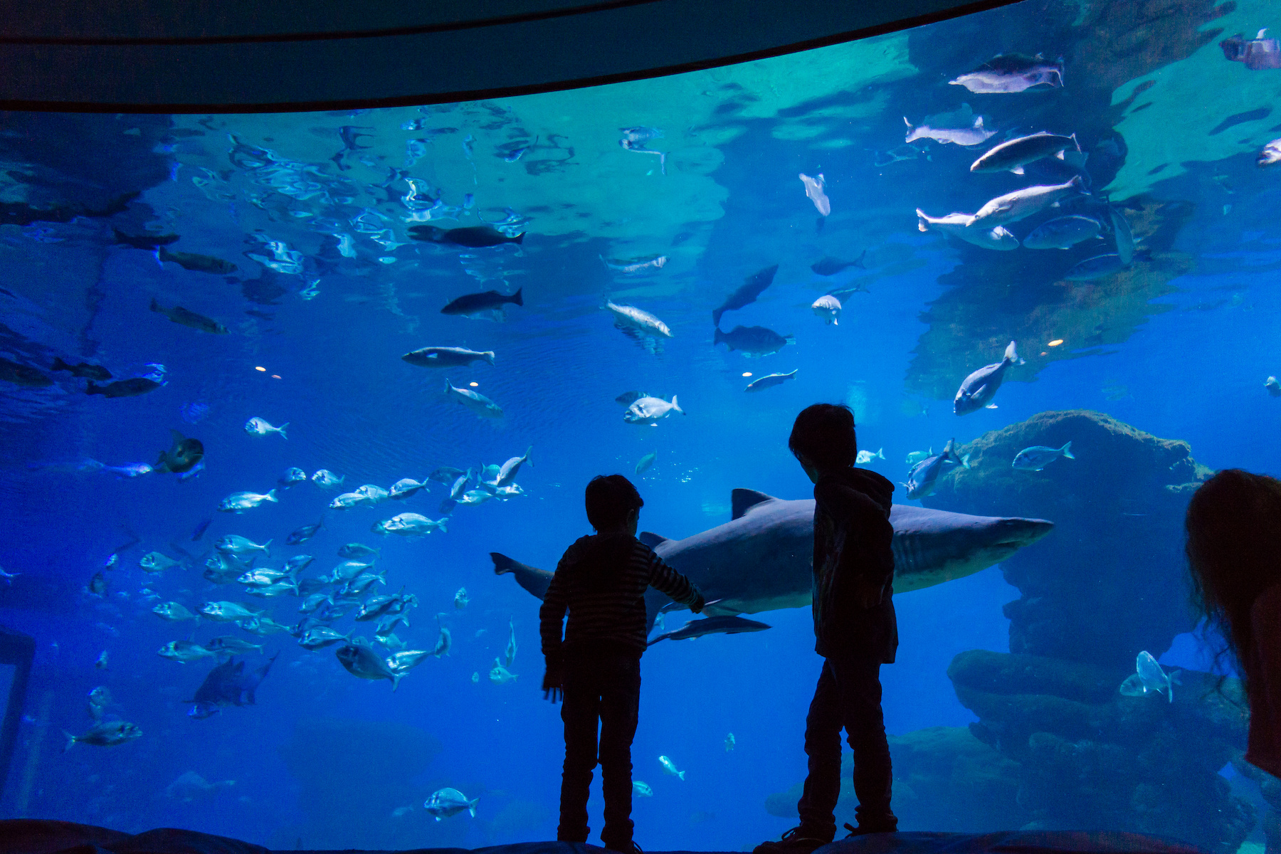 Palma Aquarium near Katmandu Park