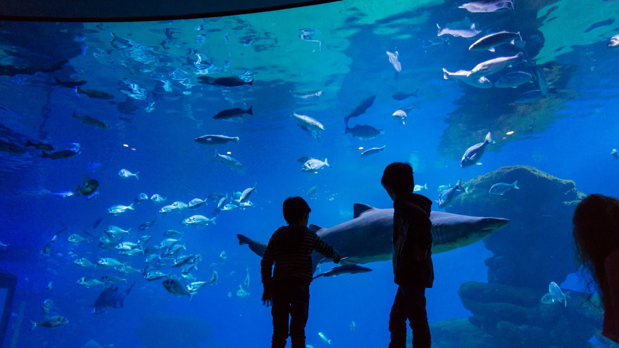 Palma Aquarium near Katmandu Park