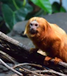 Zoo