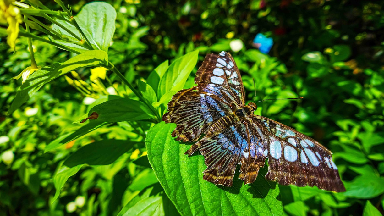 Entopia na Penang Butterfly Farm: ingressos para o Entopia Penang