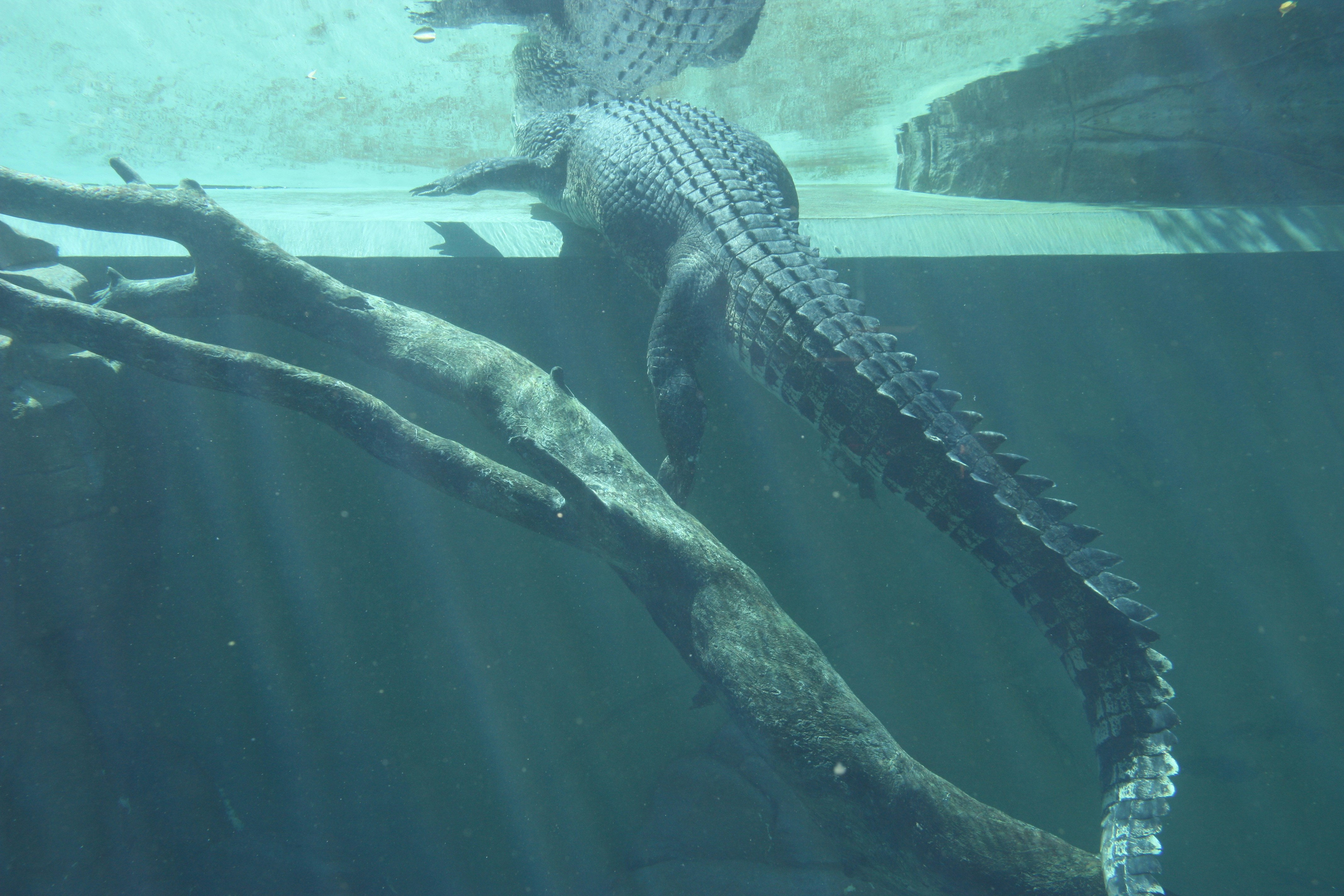 Crocodile swimming in Crocosaurus Cove freshwater aquarium, Darwin.