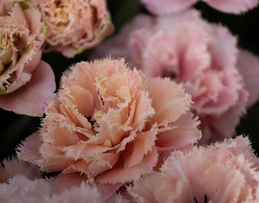 Tulp Festival Amsterdam tickets