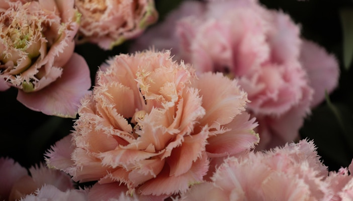 Keukenhof Events