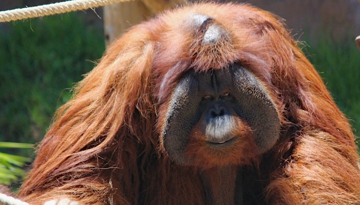 primates jungle park tenerife