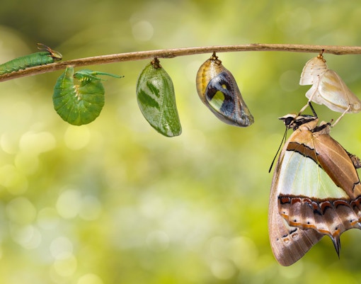 Entopia na Penang Butterfly Farm: adote uma pupa