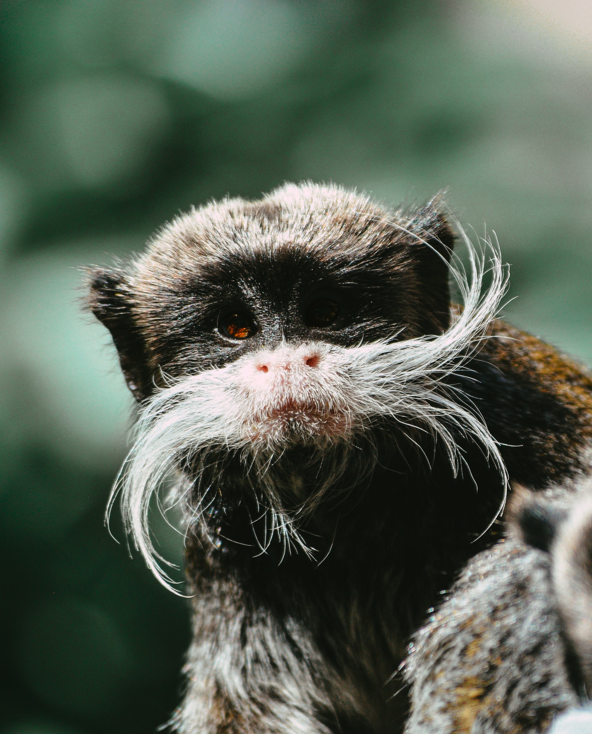 Mogo zoo tickets emperor tamarin