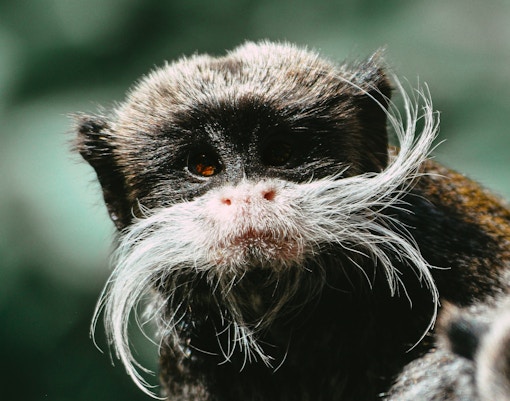 Mogo zoo tickets emperor tamarin