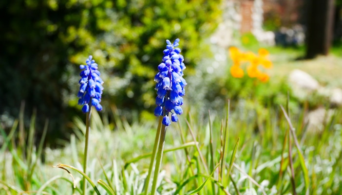 keukenhof opening hours