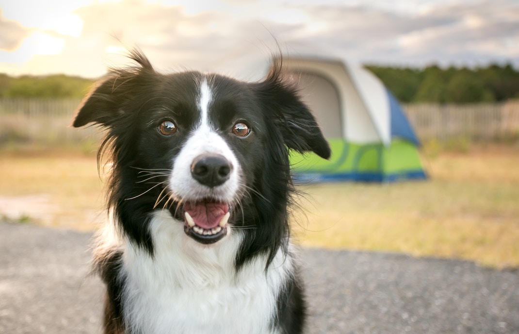 Camping at Disneyland Paris - Caravaning Des 4 Vents