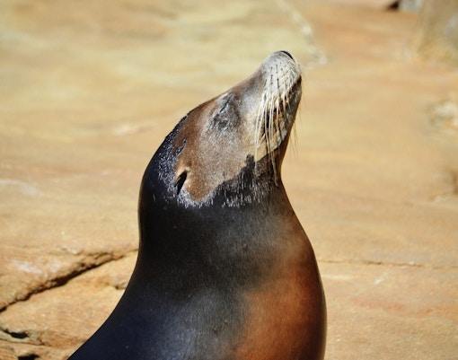 Knowing the Sea Lions