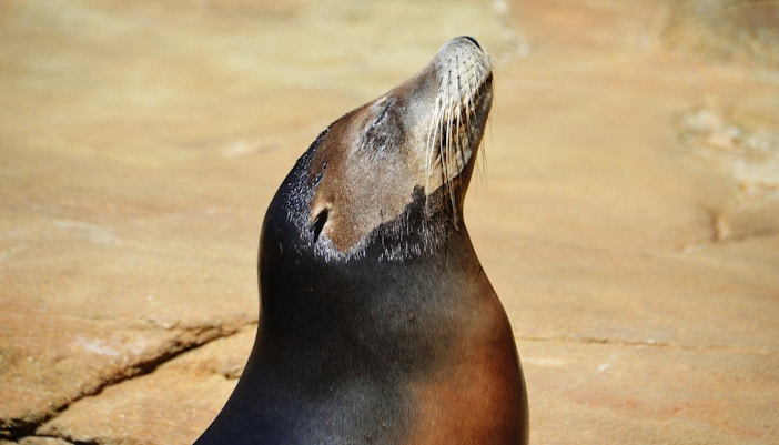 Oasis Wildlife Fuerteventura tickets sea lion show