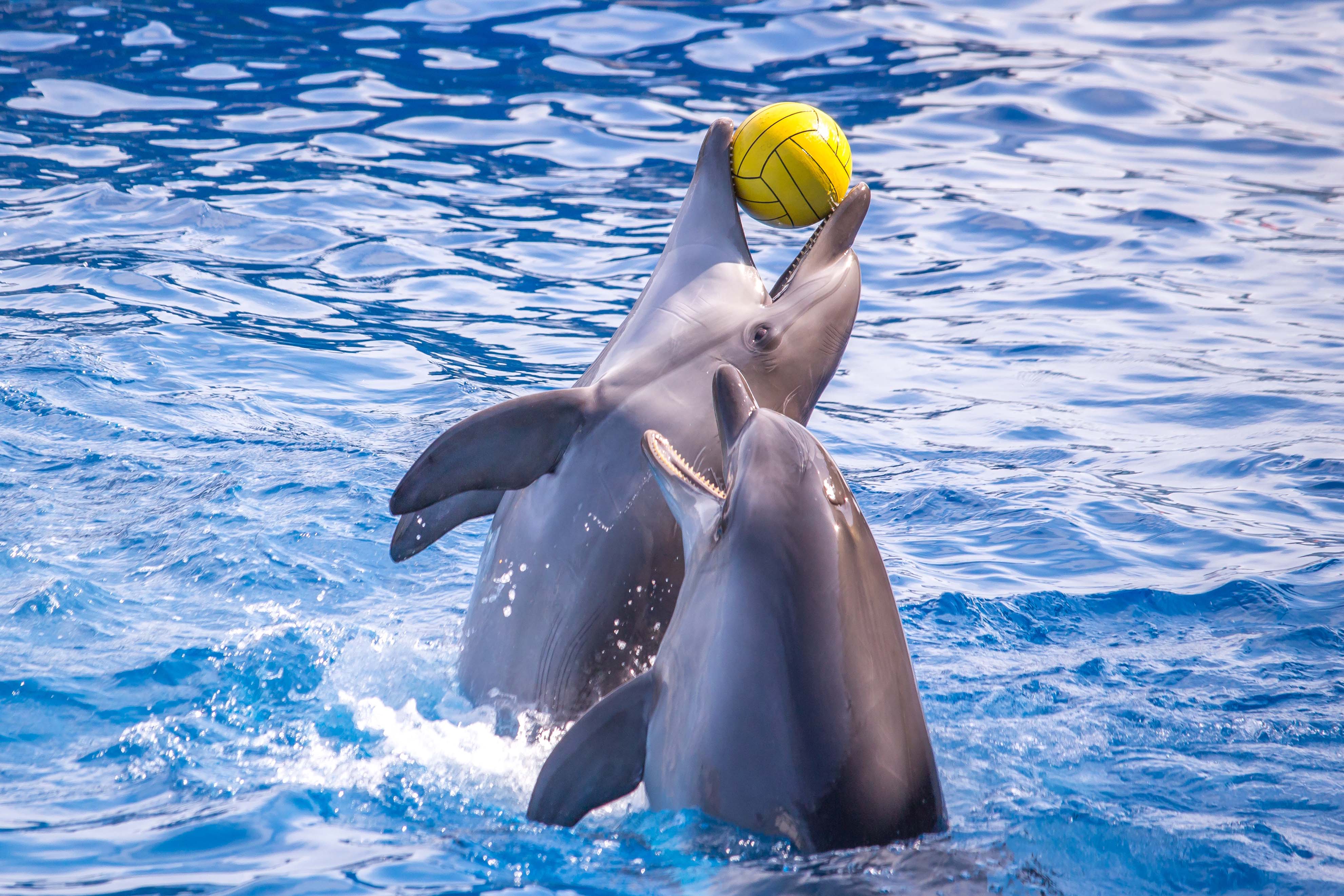 Dolphins performing at Dubai Dolphinarium, a popular attraction in Dubai.