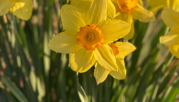 keukenhof opening hours