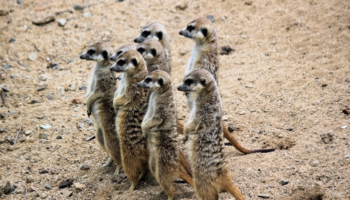 meerkats