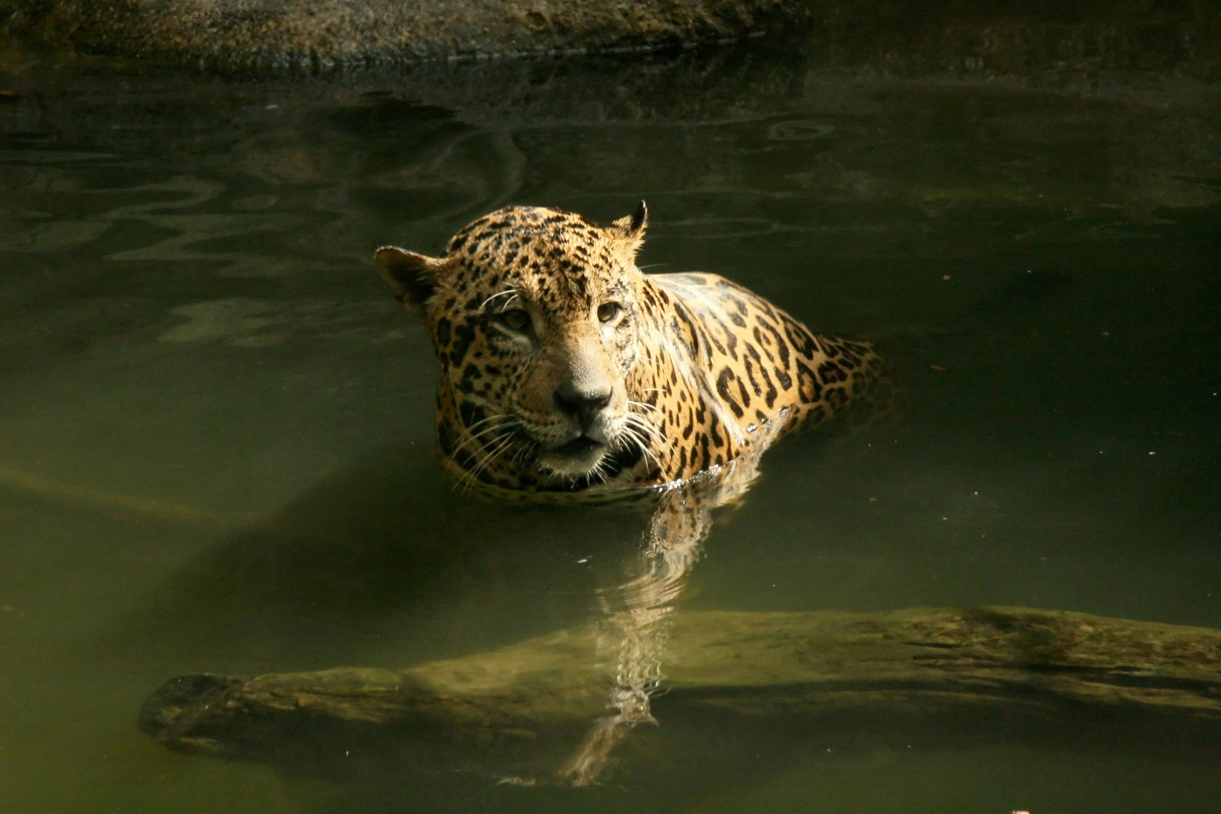 Jaguar swimming in water during Singapore Night Safari in April.
