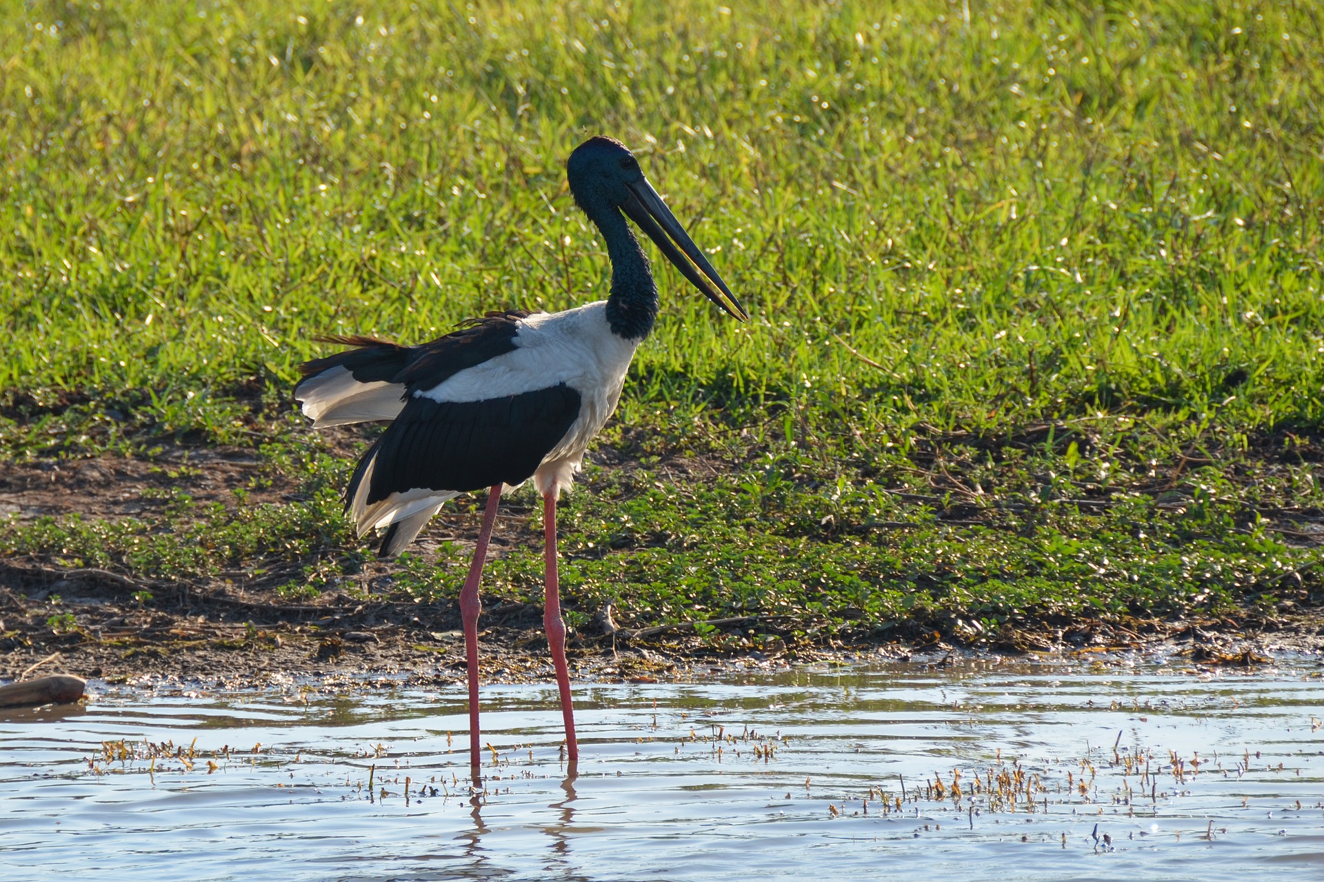 black-necked stork