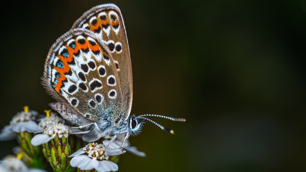 Dubai Butterfly Garden