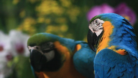 Singapore in May - Jurong Bird Park