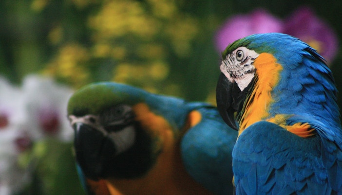 Singapore in May - Jurong Bird Park
