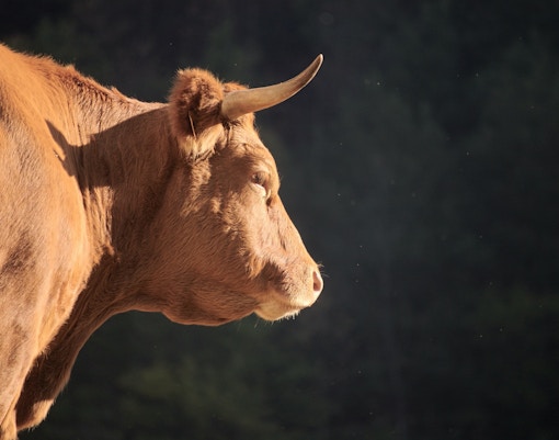 Sendaviva Natural Park tickets cow