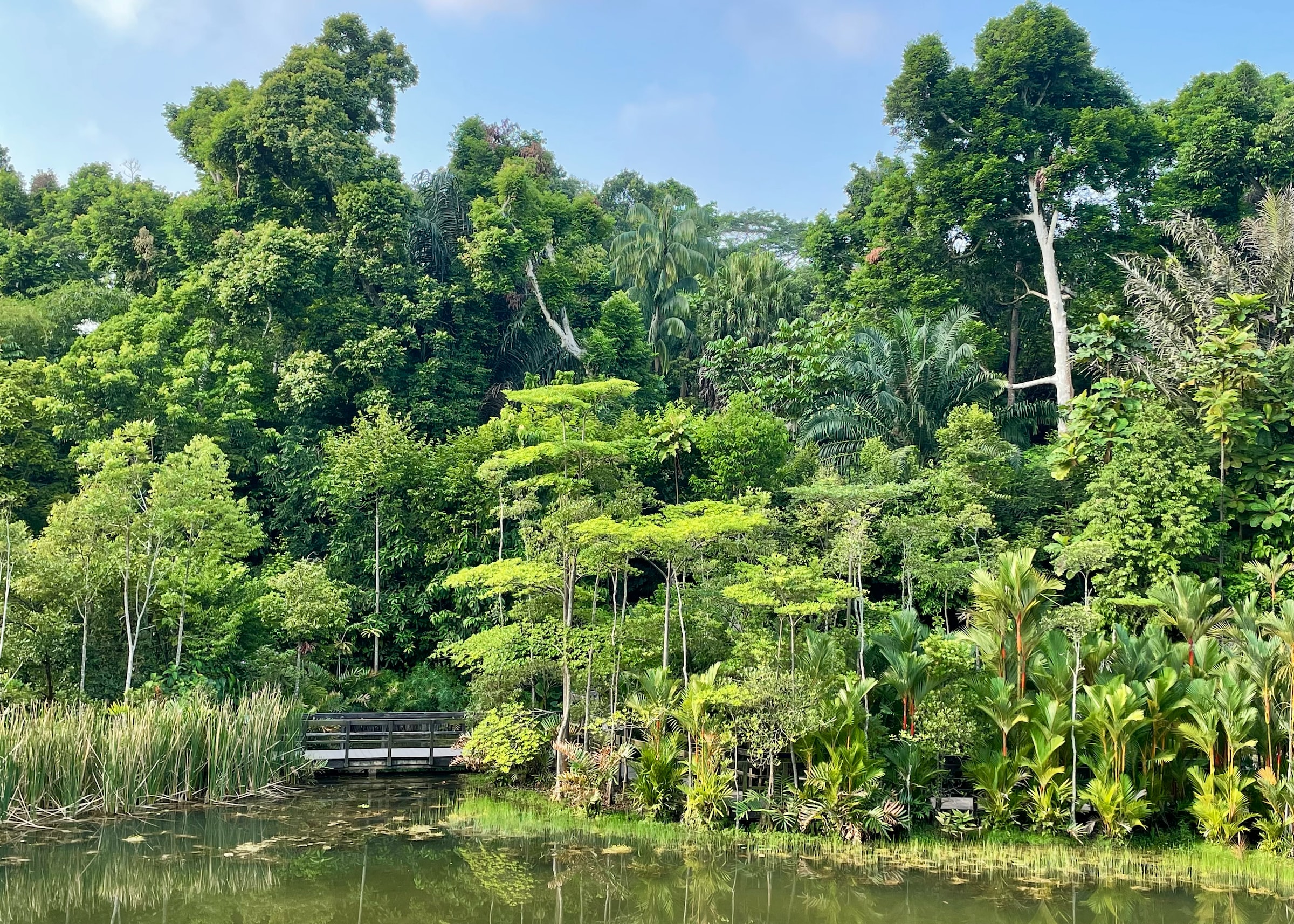 Parks in Singapore - The Learning Forest