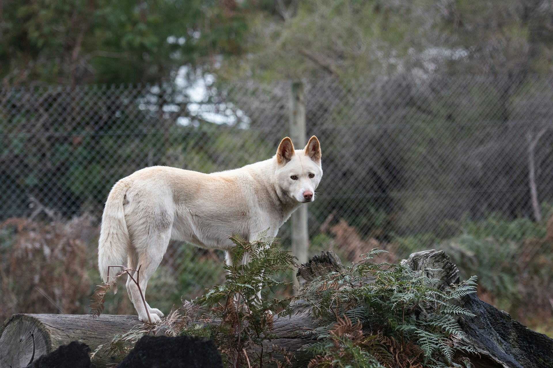 Dingo area at Moonlit Sanctuary