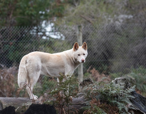 Maru Koala & Animal Park tickets dingo