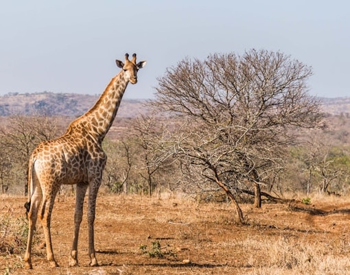 giraffe in dubai safari park